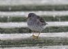 Purple Sandpiper at Southend Pier (Steve Arlow) (69978 bytes)